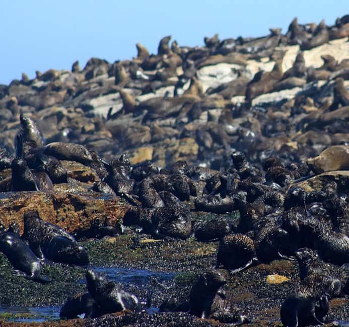 Cape Town: houtbay scenic tour ,seal island ,world of birds. - The Value and Who Will Love This Tour