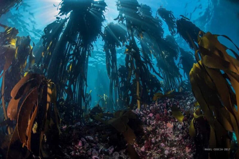 Cape Town; Kelp Forest SCUBA Dive - Exploring Cape Town’s Kelp Forests: A Complete Guide to the SCUBA Dive Experience