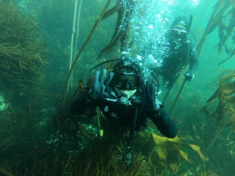 Cape Town; Kelp Forest SCUBA Dive - Key Points