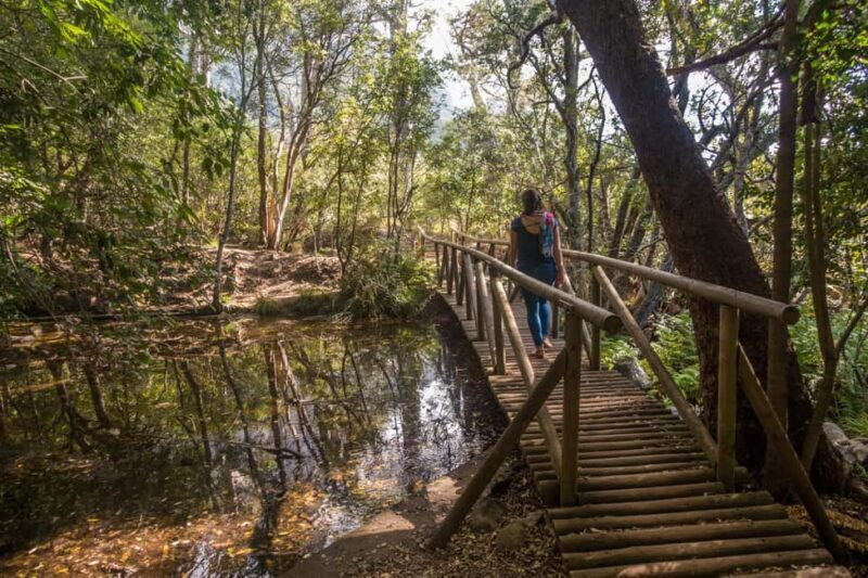 Cape Town: Kirstenbosch Botanical Garden Entry Ticket - In-Depth Look at Kirstenbosch Botanical Garden