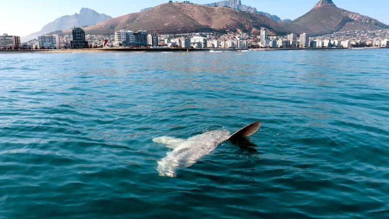 Cape Town: Marine Big 5 Ocean Safari from V&A Waterfront - Cape Town: Marine Big 5 Ocean Safari from V&A Waterfront