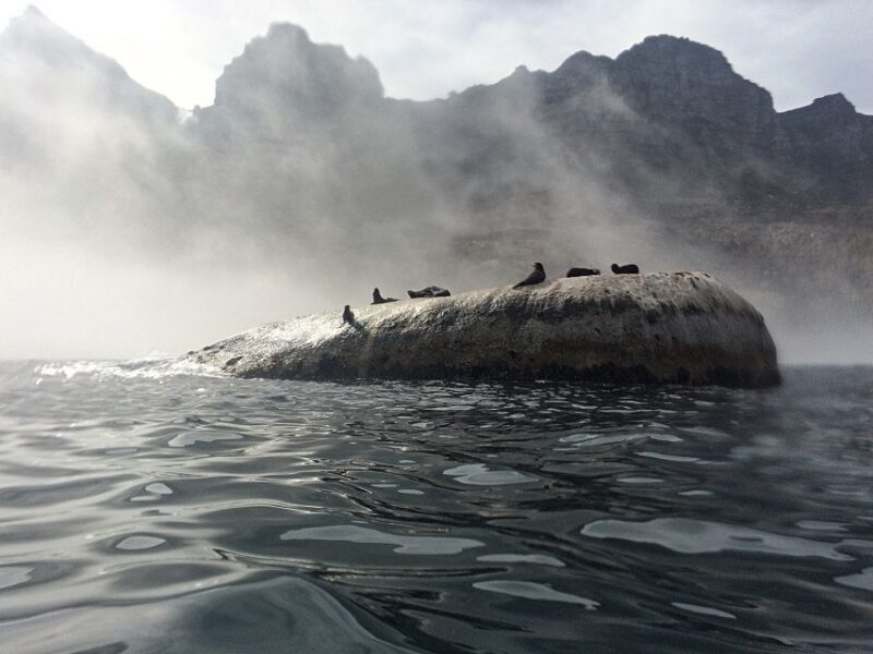 Cape Town: Marine Big 5 Ocean Safari from V&A Waterfront - Key Points