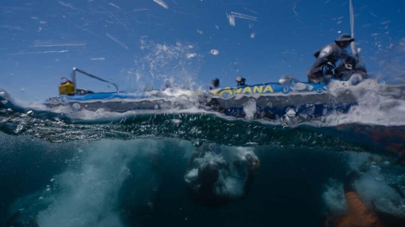 Cape Town: Marine Big 5 Ocean Safari & Research Expedition - Frequently Asked Questions (FAQs)