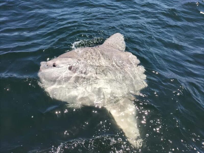Cape Town: Marine Biologist Led Safari Tour - V&A Waterfront - Key Points