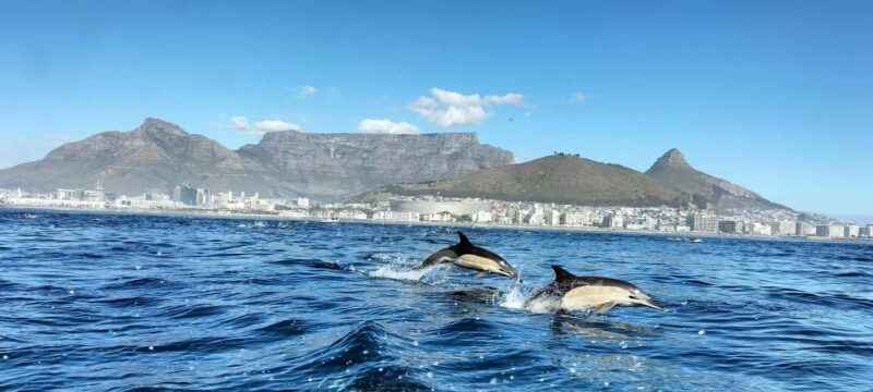 Cape Town: Marine Biologist Led Safari Tour - V&A Waterfront - A Detailed Look at the Tour Experience