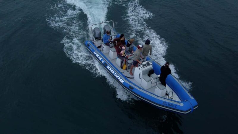 Cape Town: Marine Biologist Led Safari Tour - V&A Waterfront - Why You Should Consider This Tour