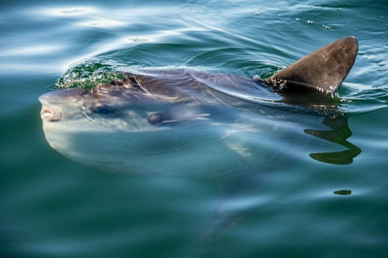 Cape Town: Marine Wildlife Cruise and City Tour - Key Points
