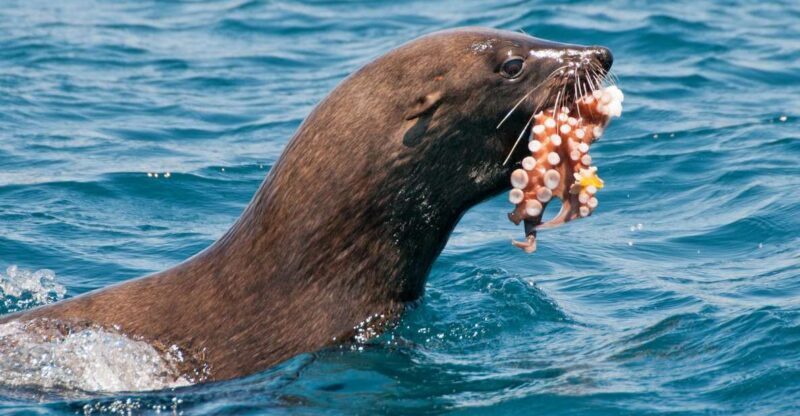 Cape Town: Marine Wildlife Cruise and City Tour - Exploring the Itinerary in Detail