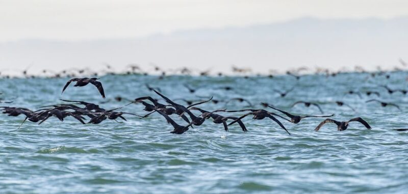 Cape Town: Marine Wildlife Tour from the V&A Waterfront - Key Points