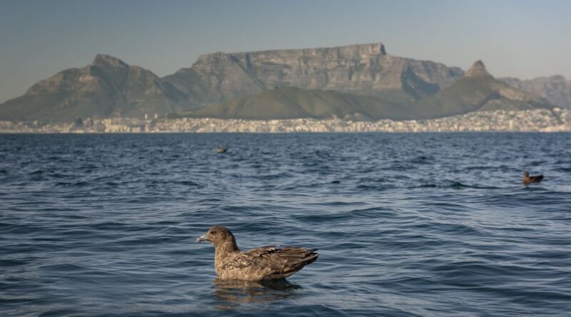 Cape Town: Marine Wildlife Tour from the V&A Waterfront - The Sum Up