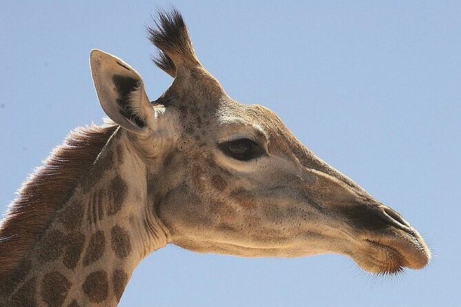 Cape Town Morning or Afternoon Safari Pick up Drop off Included - Key Points