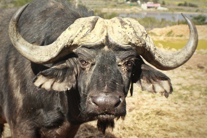 Cape Town Morning or Afternoon Safari Pick up Drop off Included - What to Expect from Your Safari Day