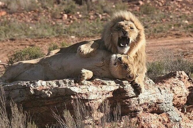 Cape Town Morning or Afternoon Safari Pick up Drop off Included - FAQ