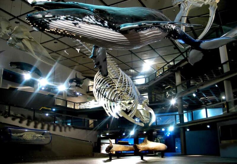 Cape Town: Museum Walking Tour - The Itinerary: What to Expect from the Cape Town Museum Walking Tour