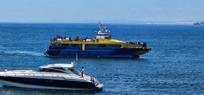 Cape Town: Ocean Safari 1 Hour - Authentic Traveler Insights