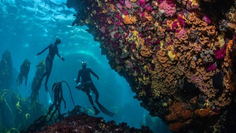 Cape Town: Ocean Safari in Hout Bay - Key Points