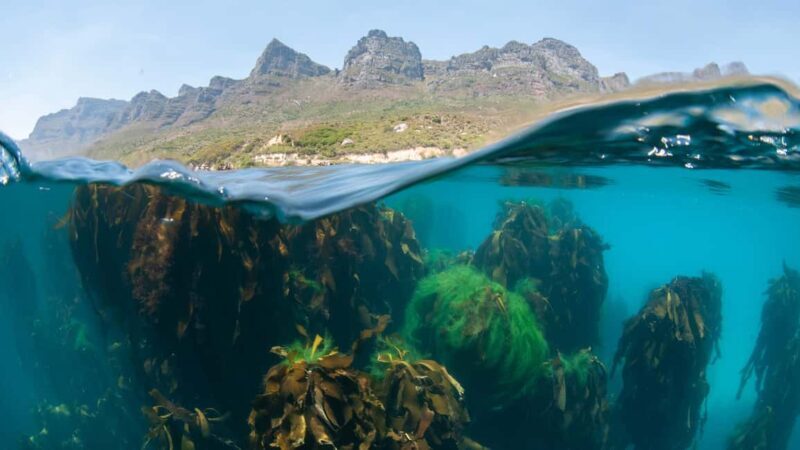 Cape Town: Ocean Safari in Hout Bay - The Itinerary: What to Expect from Start to Finish