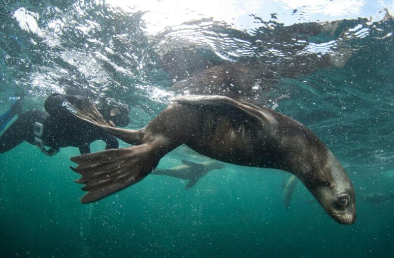 Cape Town: Ocean Safari in Hout Bay - Authentic Experiences from Reviews