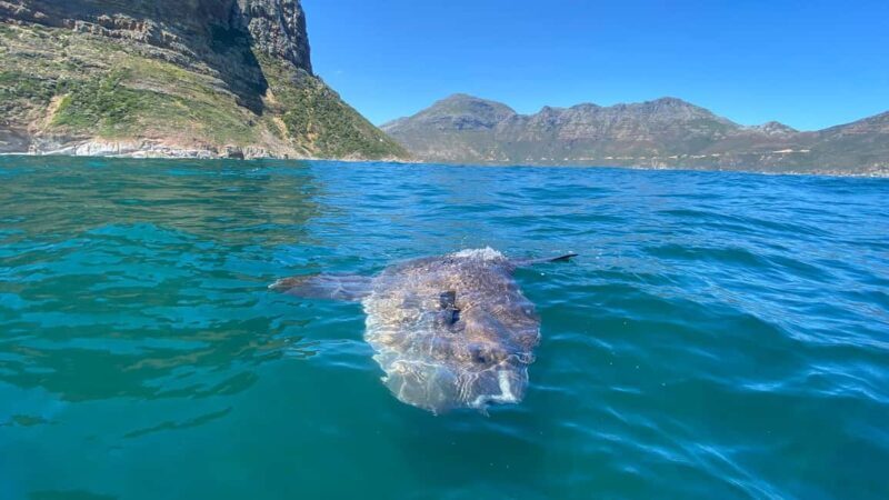 Cape Town: Ocean Safari in Hout Bay - Who Will Love This Tour?