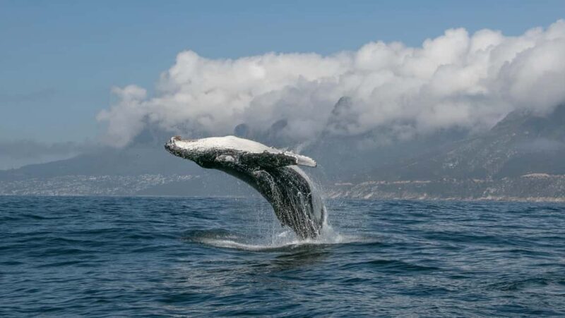 Cape Town: Ocean Safari in Hout Bay - Final Thoughts