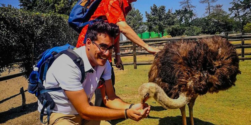 CAPE TOWN: OSTRICH RANCH QUAD BIKE RIDE & OSTRICH TOUR - The Sum Up