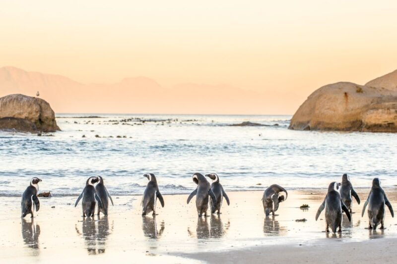 Cape Town: Penguin Watching at Boulders Beach Half Day Tour - Key Points