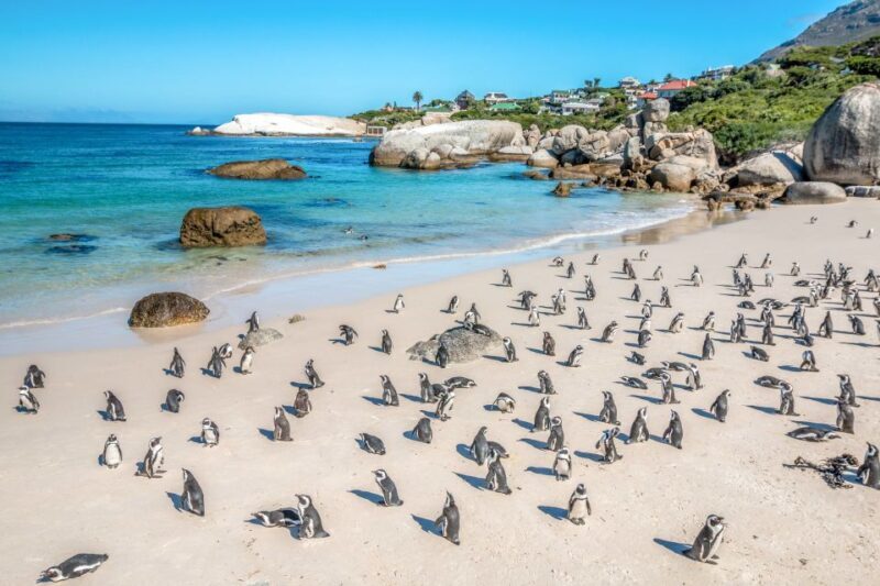 Cape Town: Penguin Watching at Boulders Beach Half Day Tour - FAQ: Your Questions Answered