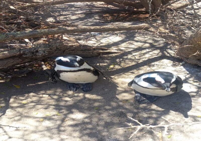 Cape Town: Penguin Watching at Boulders Beach Half Day Tour - Key Points