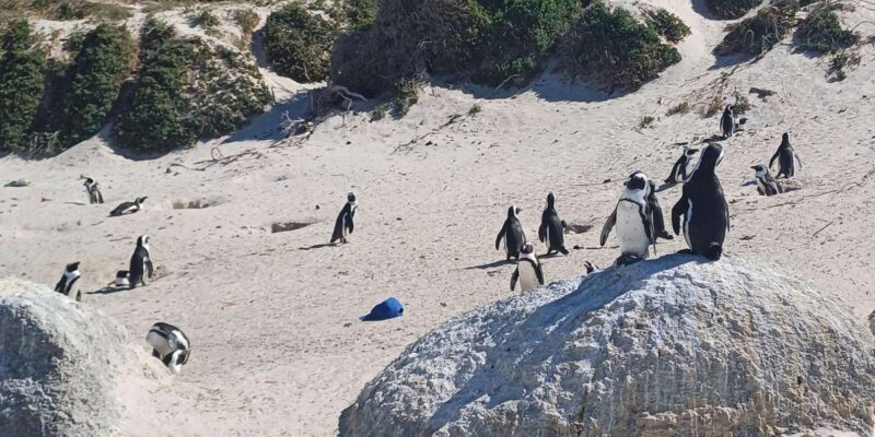 Cape Town: Penguins and Cape of Good Hope Sunset Tour - Practical Details and Tips