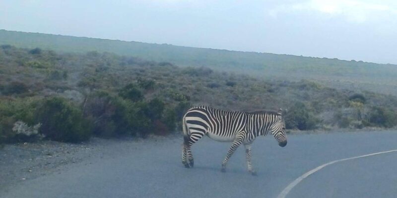Cape Town: Penguins and Cape of Good Hope Sunset Tour - Who Will Love This Tour?