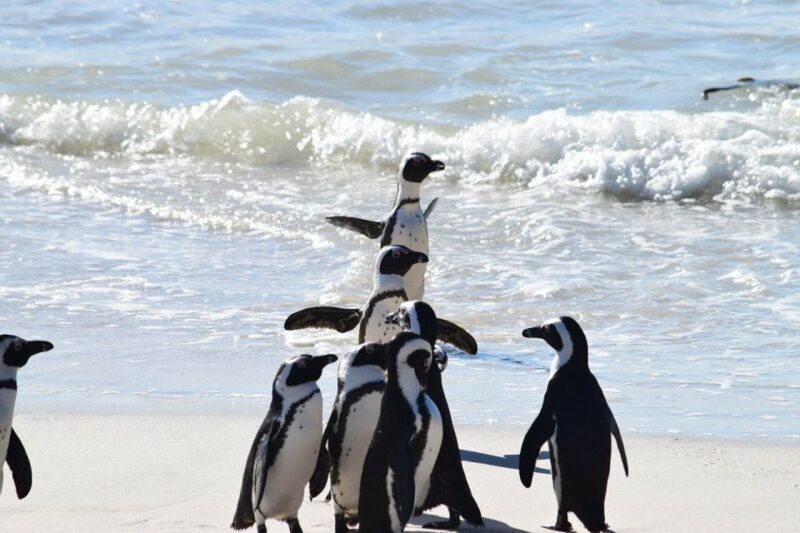 Cape Town: Penguins & Cape of Good Hope Half Day Shared Tour - A Deep Dive into the Tour Experience