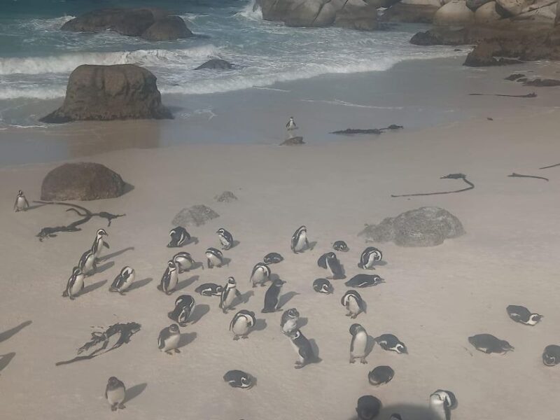 Cape Town: Penguins & Cape of Good Hope Half-Day Tour - Exploring the Cape of Good Hope & Penguins: A Practical Review