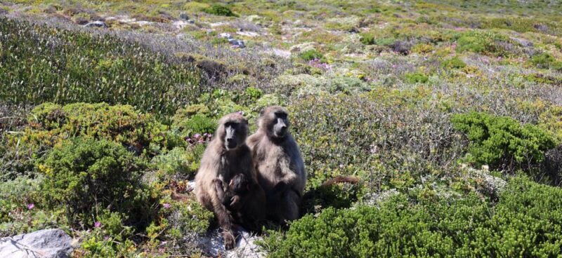 Cape Town: Peninsula, Penguins & Cape of Good Hope Day Tour - Transportation, Guides, and Overall Experience