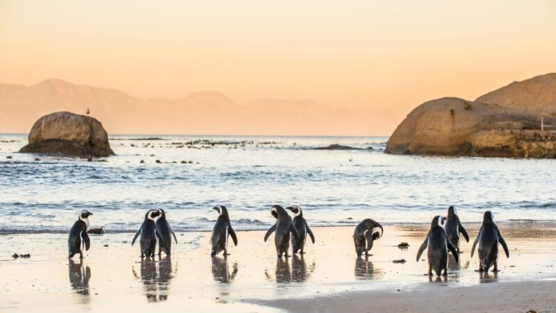 Cape Town: Peninsula, Penguins & Cape of Good Hope Day Tour - Value and Cost Analysis