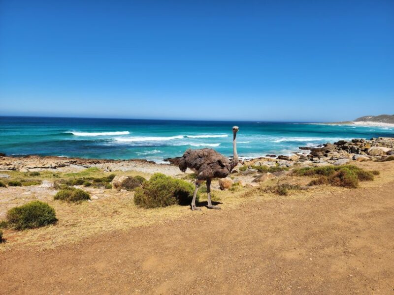 Cape Town: Peninsula, Penguins & Cape of Good Hope Day Tour - The Sum Up