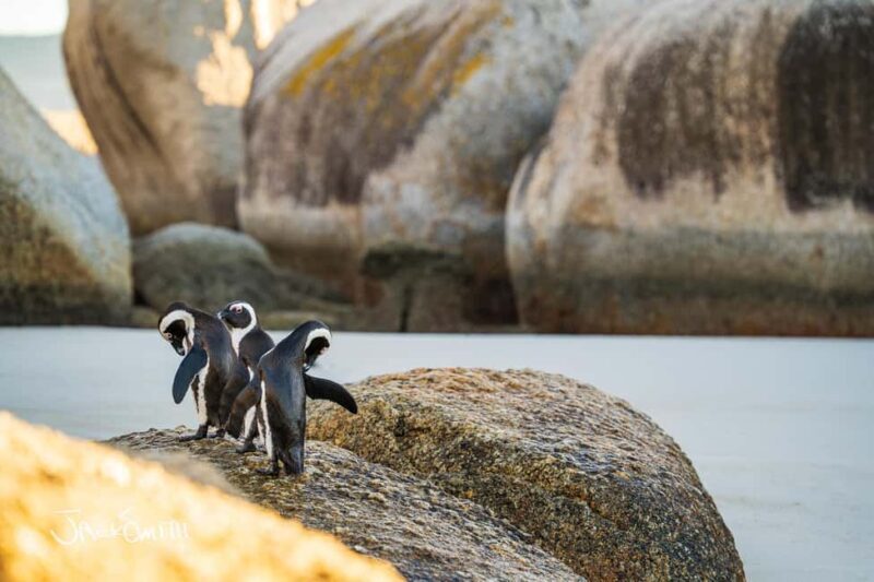 Cape Town: Photography Tutoring in the city with a local - Who Will Love This Tour?