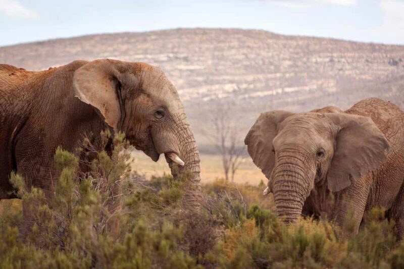 Cape Town: Private Aquila Reserve Safari with Winery Lunch - Key Points