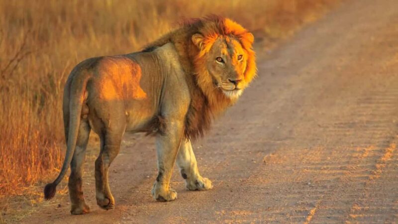 Cape Town: Private Aquila Reserve Safari with Winery Lunch - An In-Depth Look at the Experience