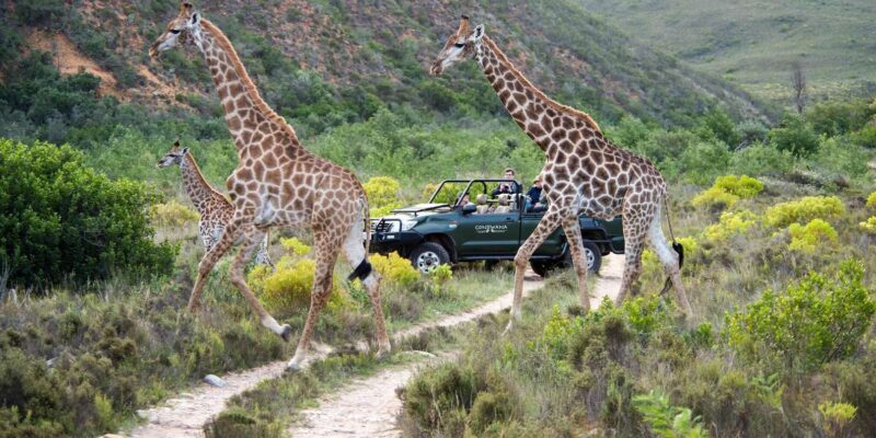 Cape Town: Private Aquila Reserve Safari with Winery Lunch - The Safari: Big Five and More