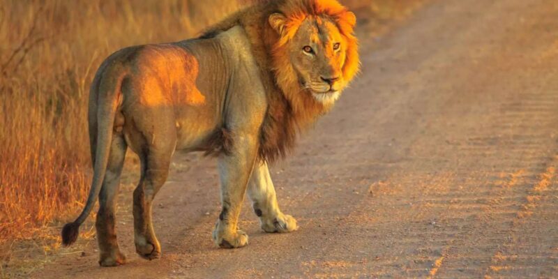 Cape Town: Private Aquila Reserve Safari with Winery Lunch - Lunch and Wine Tasting