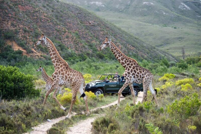 Cape Town: Private Aquila Reserve Safari with Winery Lunch - Practical Considerations