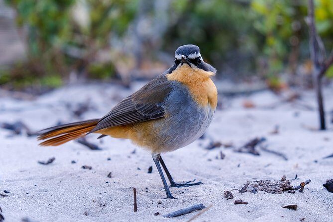 Cape Town Private Birding Tour - Exploring the Itinerary in Detail