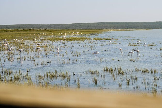 Cape Town Private Birding Tour - Value for Money