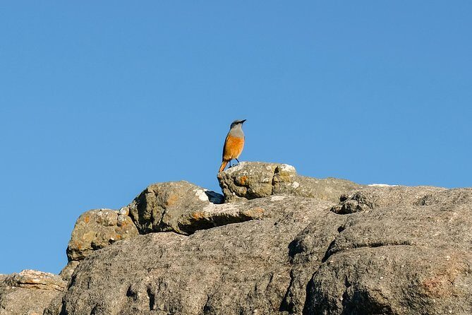 Cape Town Private Birding Tour - Who Is This Tour Best For?