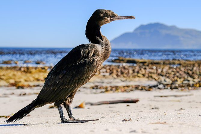 Cape Town Private Birding Tour - Final Thoughts