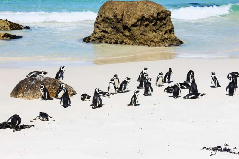 Cape Town: Private Cape of Good Hope and Boulders Beach Tour - Key Points