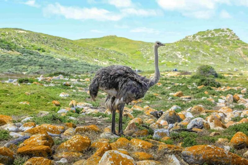 Cape Town: Private Cape of Good Hope and Boulders Beach Tour - Price and Value