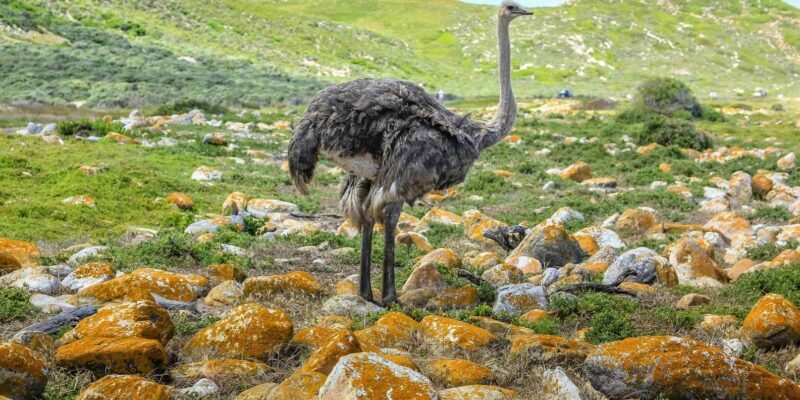 Cape Town: Private Cape of Good Hope and Boulders Beach Tour - Who is This Tour Best Suited For?