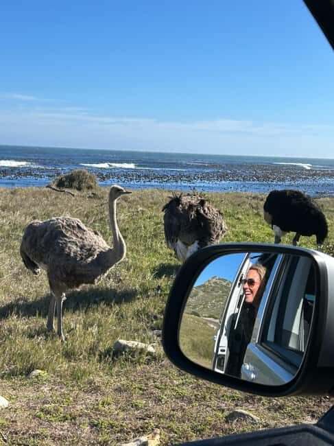 Cape Town: Private Cape Peninsula Tour with Picnic Lunch - Exploring the Itinerary: What to Expect from Start to Finish