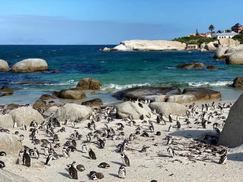 Cape Town: Private Cape Point and Cape Peninsula Tour - Optional Lunch and Wine Tasting
